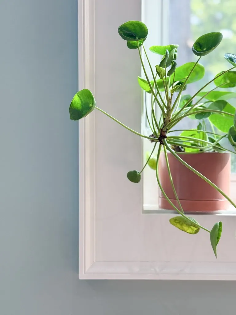 A potted plant with trailing green leaves sitting on a windowsill.